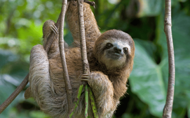 sloth.png